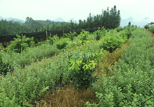 蔓荆子苗